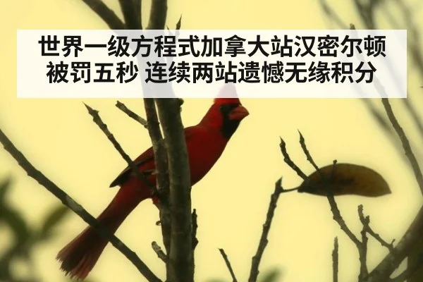 世界一级方程式加拿大站汉密尔顿被罚五秒 连续两站遗憾无缘积分